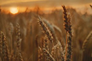 Il grano riparte dai porti dell’Ucraina, un “assist” per il calo dei prezzi e contro la povertà Il grano riparte dai porti dell’Ucraina, un “assist” per il calo dei prezzi e contro la povertà