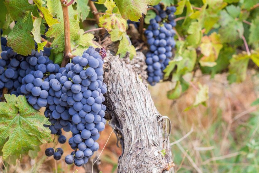 Nasce la prima edizione di “Grignolino, il Nobile Ribelle”