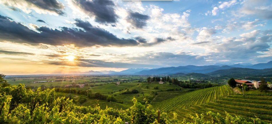 Dal Friuli il miglior Sauvignon d’Italia (di Cantina di Rauscedo)