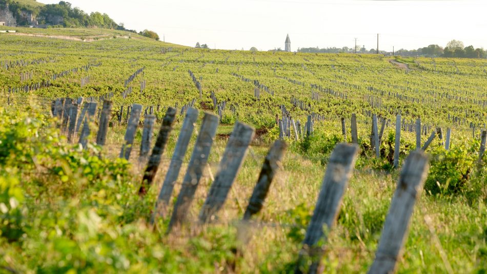 I vigneti degli Hospices de Nuits - Credit Studio Morfaux