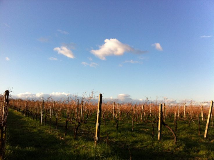 I vigneti de Le Casalte