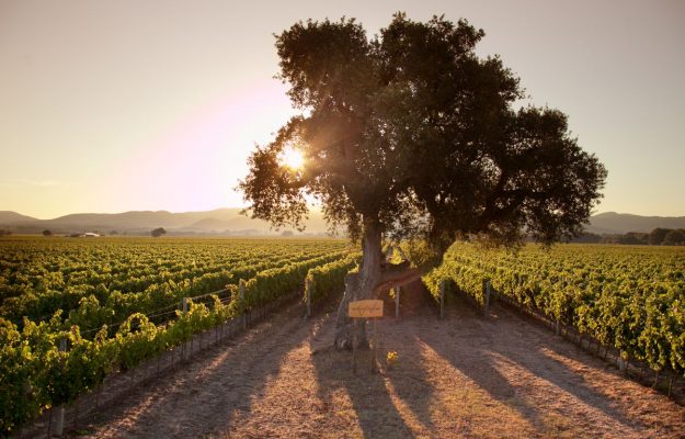 ALBERI MONUMENTALI, MINISTERO DELL'AGRICOLTURA, PATRIARCHI, Non Solo Vino