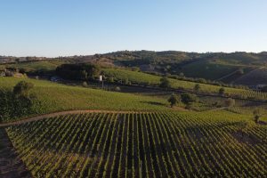 Morellino, quando il vino tira le fila di un territorio ricco di bellezza e ancora tutto da scoprire