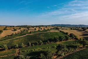 Chianti e Morellino, tra mercati internazionali e la bellezza (da scoprire) del territorio