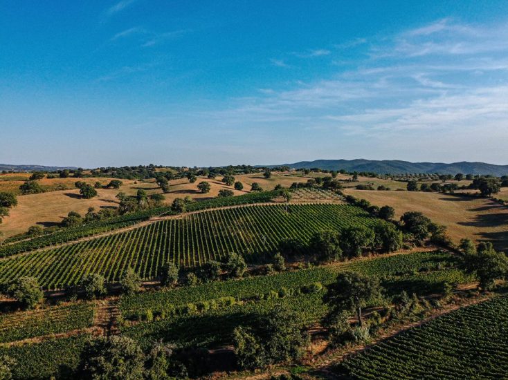 I filari del Morellino di Scansano