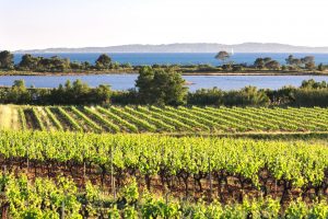 Vino e affari: Pernod Ricard avrebbe acquisito la maggioranza di Ch&acirc;teau Sainte Marguerite