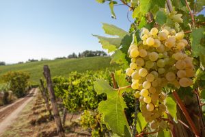 Gambero Rosso’s “Vini d’Italia 2023”, Tuscany and Barolo at the top among Regions and Denominations