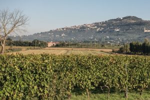 Cortona e Syrah? È una storia (di successo) nata quasi per caso Cortona e Syrah? È una storia (di successo) nata quasi per caso
