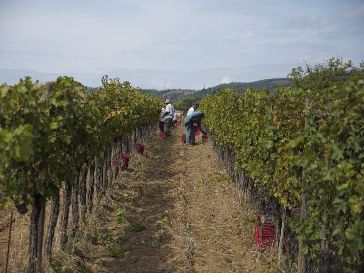 I vigneti di Gualdo del Re, a Suvereto