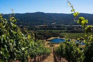 Vino italiano: climate change e inflazione preoccupano, ma il settore ha superato momenti peggiori