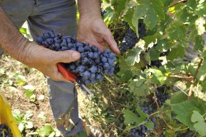 Distinguere in etichetta chi segue tutta la filiera del vino e chi no: la proposta Fivi-Adiconsum
