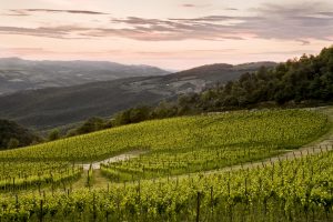 Riflessioni sul presente e sul futuro del vino italiano, in memoria di Giulio Gambelli