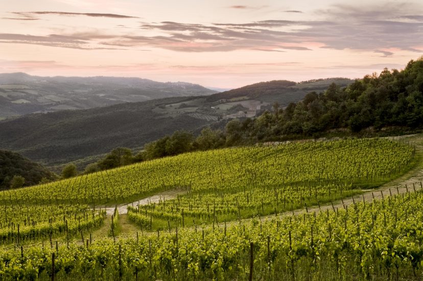 I vigneti di Podere Forte, in Val d’Orcia