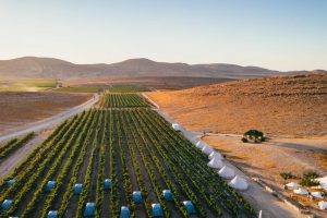 Ripensare la gestione del vigneto per preservare la qualità delle uve in un clima che evolve