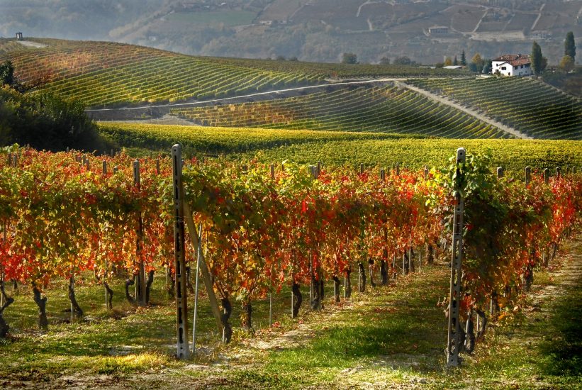 Barolo e Barbaresco, alfieri del vino di Langa