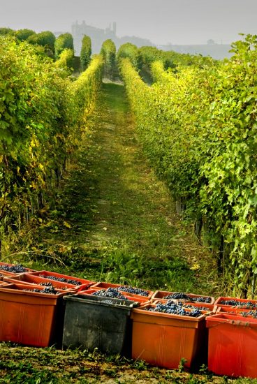Barolo e Barbaresco, alfieri del vino di Langa