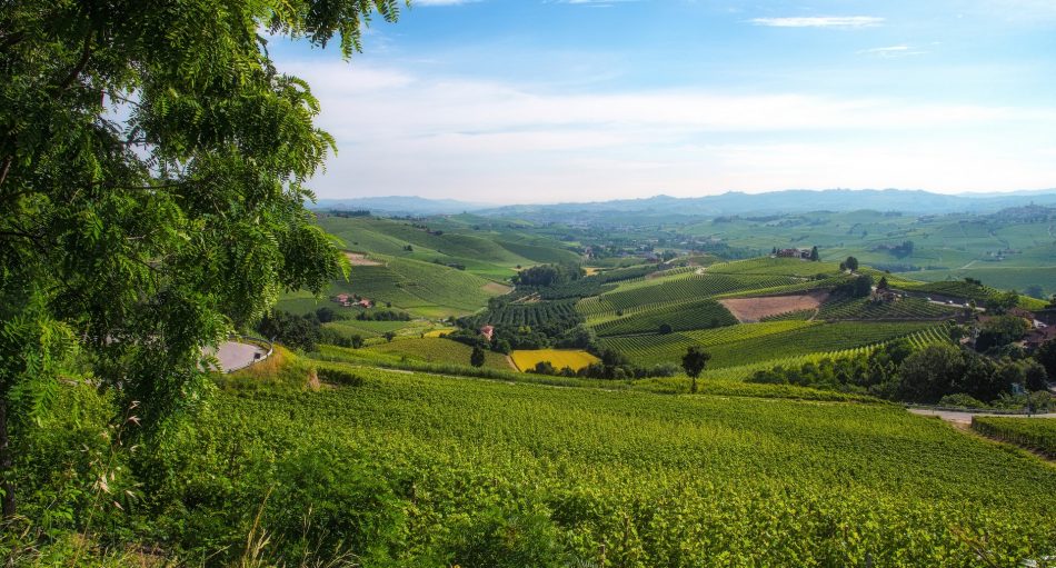 Barolo e Barbaresco, alfieri del vino di Langa