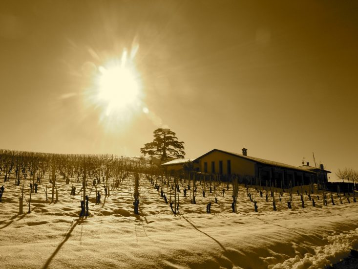 Barolo e Barbaresco, alfieri del vino di Langa