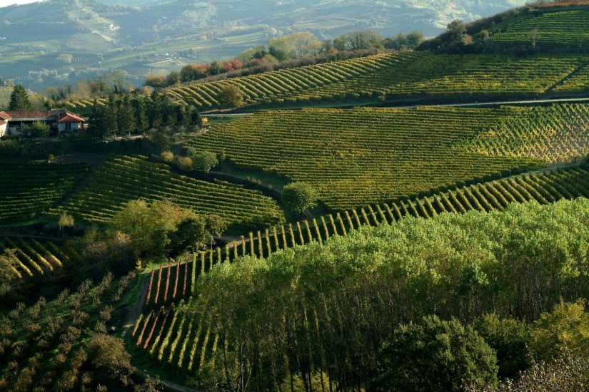 Barolo e Barbaresco, alfieri del vino di Langa