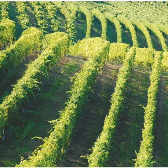 Barolo e Barbaresco, alfieri del vino di Langa