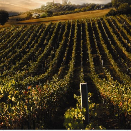 Barolo e Barbaresco, alfieri del vino di Langa