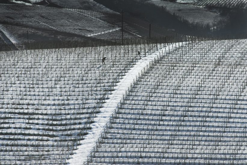 Barolo e Barbaresco, alfieri del vino di Langa