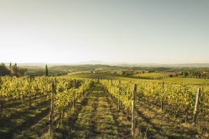 Un Gallo Nero sempre più “green”