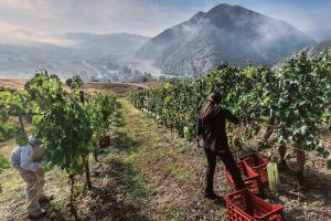 Derthona, un bianco a misura di territorio e di mercato, anticiclico e in crescita continua