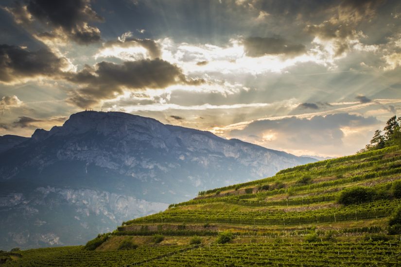 I vigneti del TrentoDoc (ph: Ferrari Trento)