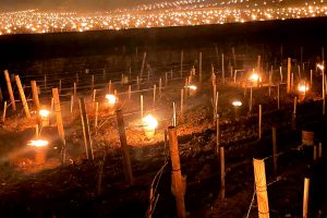 Dai fuochi in Borgogna ai bruciatori hi-tech in Umbria, i viticoltori lottano contro le gelate