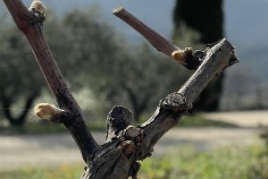 La nascita dei germogli nei vigneti italiani, è ancora una volta un messaggio di bellezza e speranza