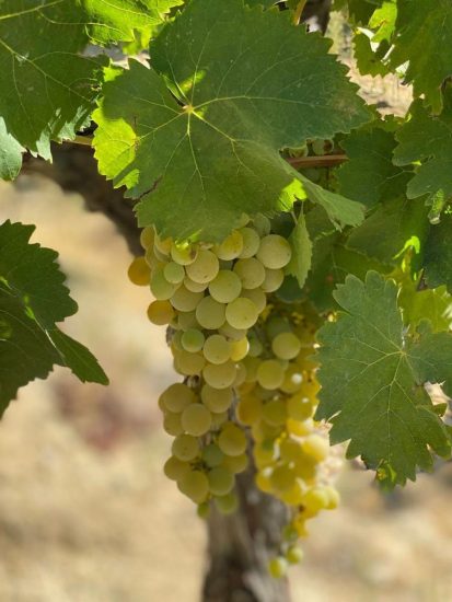 La Sicilia del vino, laboratorio sui cambiamenti climatici