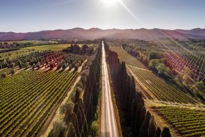 Quanti affari a Bolgheri: Guado al Melo acquista 6 ettari. E Frescobaldi compra Podere Arundineto