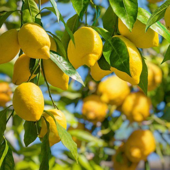 “I limoni per la ricerca” della Fondazione Umberto Veronesi