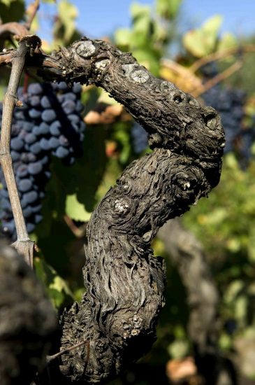 La Sicilia del vino, laboratorio sui cambiamenti climatici