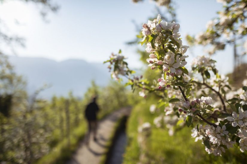La primavera tra meleti e vigneti a Merano (ph: P. Schwienbacher)