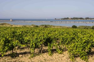 Da “Sicilia en Primeur” a “Bordeaux en primeurs” a Verona, aspettando il “Premio Nonino”: gli eventi