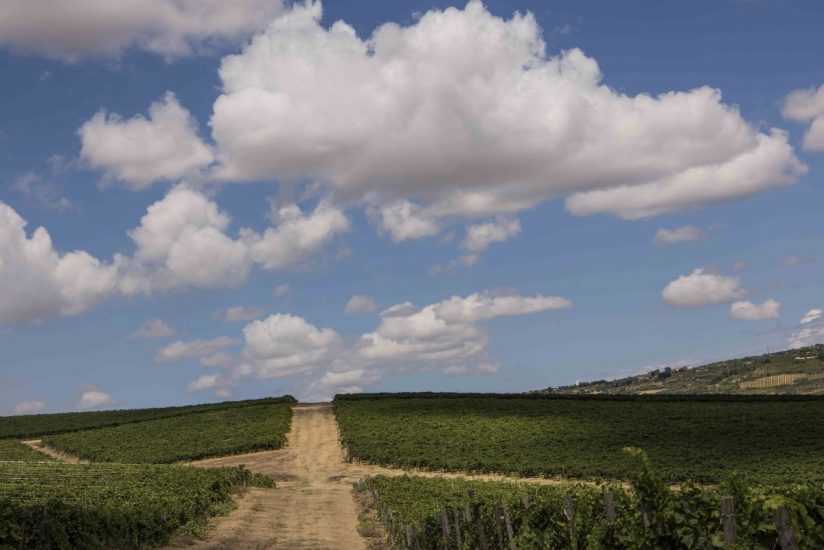 La Sicilia del vino, laboratorio sui cambiamenti climatici