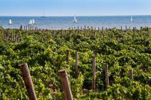 Pensare il futuro del vino valorizzando il buono del passato, e lasciando ciò che non serve più