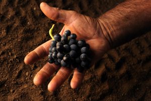 Vino bio, crescono i consumatori nel mondo, le superfici vitate e le vendite in gdo e online