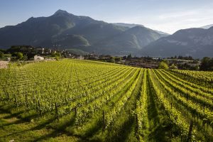 Il 2021 del Trentodoc: 12 milioni di bottiglie vendute e 150 milioni di euro di giro d’affari