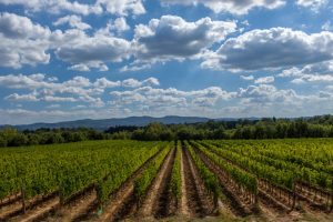 Attenzione alla qualità, cura dei dettagli e creatività: ecco quello che lega moda e vino