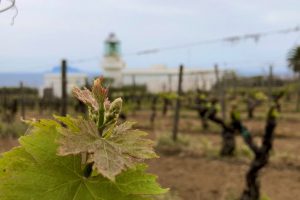 Sicilia en primeur “back to the roots”: l’isola, forte del suo passato, affronta le sfide future