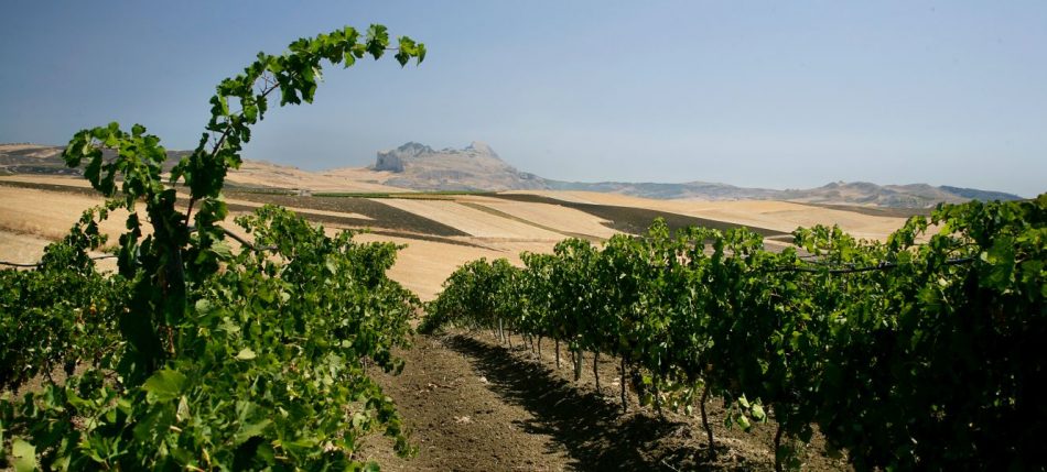 La Sicilia del vino, laboratorio sui cambiamenti climatici