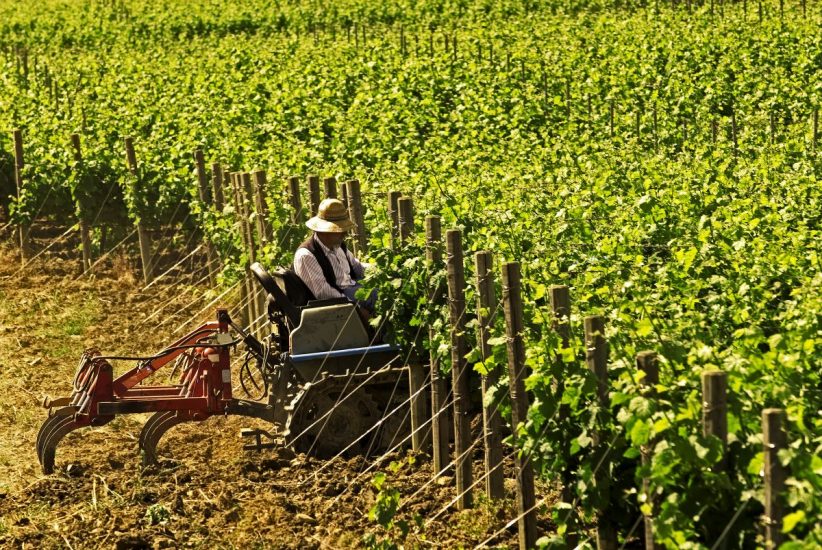 La Sicilia del vino, laboratorio sui cambiamenti climatici