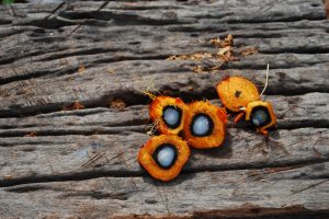 L&rsquo;Indonesia dice stop alle esportazioni di olio di palma. Cosa far&agrave; adesso l&rsquo;Italia?