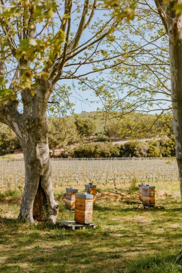 La sostenibilità a Château Galoupet (Lvmh), in Provenza