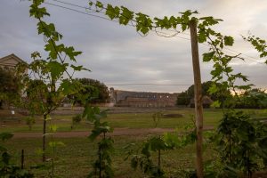 Un vitigno antico sul Palatino: il Parco del Colosseo avvia la coltivazione dell’uva “pantastica”