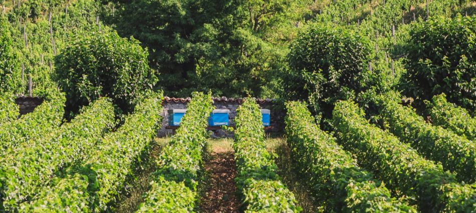 Le api in vigna da Berlucchi, in Franciacorta