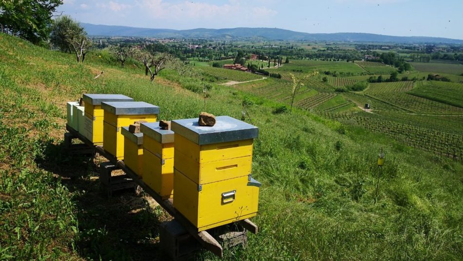 Le api sui vigneti di Castello di Spessa, in Friuli 